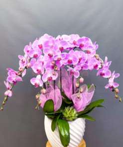 Chậu hoa lan hồ điệp hồng làm quà tặng chúc mừng