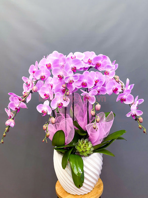 Chậu hoa lan hồ điệp hồng làm quà tặng chúc mừng