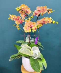 Chậu lan hồ điệp màu cam 5 cành