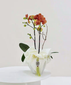 Chậu lan hồ điệp mini để bàn cam 2 ngồng đẹp