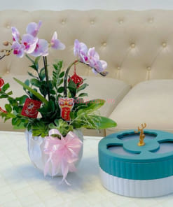 Chậu lan hồ điệp mini để bàn đẹp