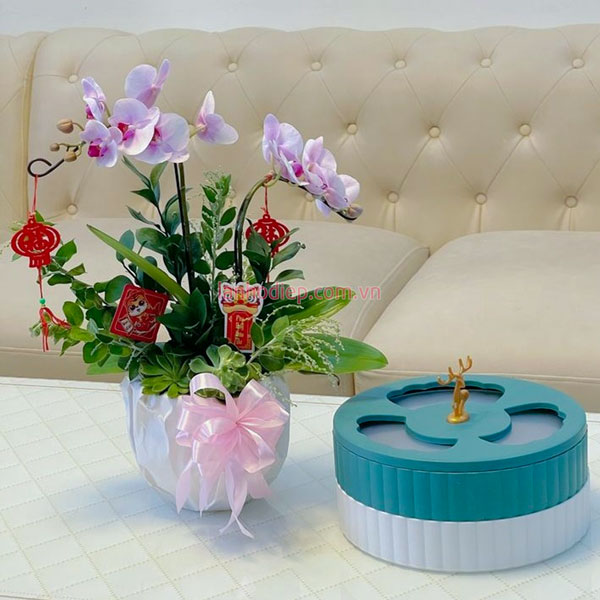 Chậu lan hồ điệp mini để bàn đẹp