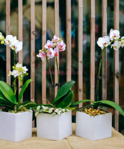 Chậu lan hồ điệp mini để bàn làm quà tặng doanh nghiệp