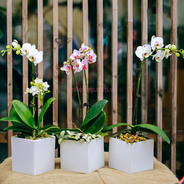 Chậu lan hồ điệp mini để bàn làm quà tặng doanh nghiệp