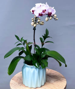 Chậu lan hồ điệp mini trắng phớt hồng 1 ngồng đẹp