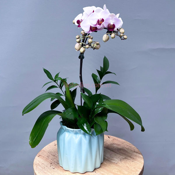 Chậu lan hồ điệp mini trắng phớt hồng 1 ngồng đẹp