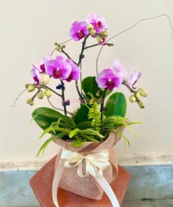 Chậu lan hồ điệp mini hồng 3 ngồng chúc mừng sinh nhật