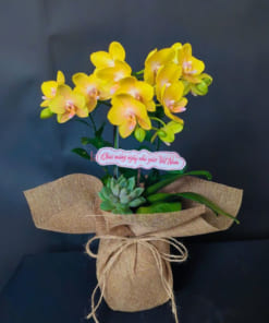 Chậu lan hồ điệp mini vàng mừng ngày nhà giáo