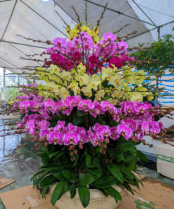 Chậu lan hồ điệp mix 5 màu 100 cành