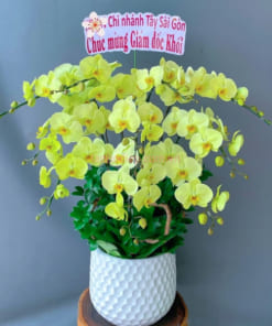 Chậu lan hồ điệp táo xánh ghép 10 cành mừng thăng chức