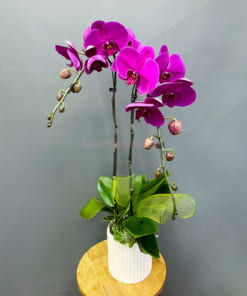 Chậu lan hồ điệp tím 2 cành