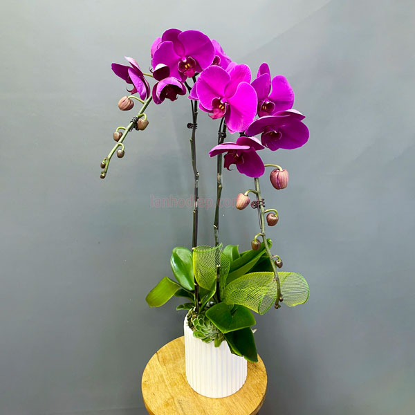 Chậu lan hồ điệp tím 2 cành