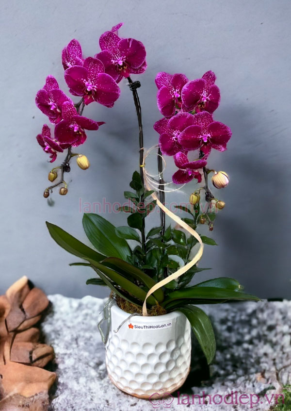 Chậu lan hồ điệp tím 2 vòi đẹp