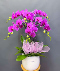 Chậu lan hồ điệp tím 6 cành đẹp