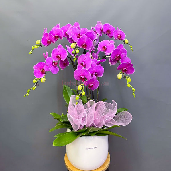 Chậu lan hồ điệp tím 6 cành đẹp