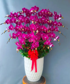 Chậu lan hồ điệp tím đột biến mừng khai trương 20 cành