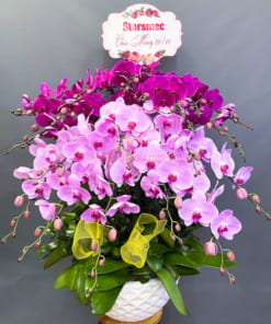 Chậu lan hồ điệp tím hồng 15 cành tặng 20-10