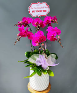 Chậu lan hồ điệp tím mừng sinh nhật