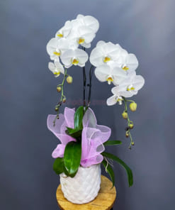 Chậu lan hồ điệp trắng 2 cành