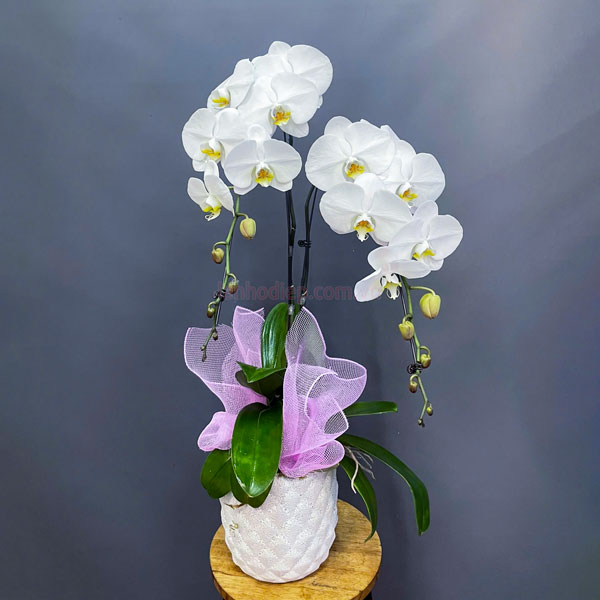 Chậu lan hồ điệp trắng 2 cành