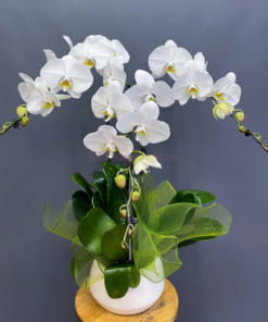 Chậu lan hồ điệp trắng 3 cành