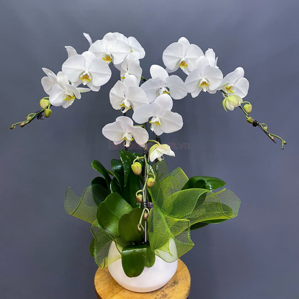 Chậu lan hồ điệp trắng 3 cành