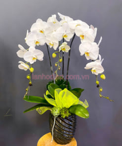 Chậu lan hồ điệp trắng 3 vòi làm quà tặng