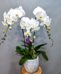 Chậu lan hồ điệp trắng 3 vòi mang đến may mắn, tài lộc