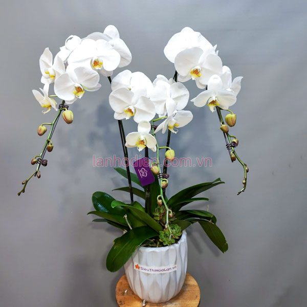 Chậu lan hồ điệp trắng 3 vòi mang đến may mắn, tài lộc