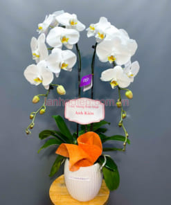 Chậu lan hồ điệp trắng chúc mừng 2 cành
