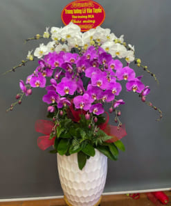 Chậu lan hồ điệp trắng tím 15 cành