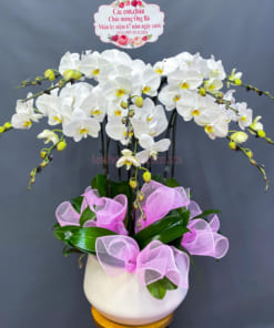 Chậu lan hồ điệp trắng kỷ niệm ngày cưới