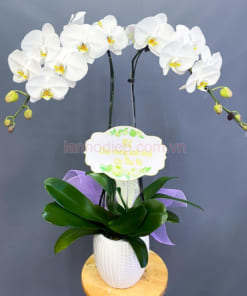Chậu lan hồ điệp trắng mừng 20-10