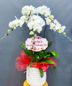Chậu lan hồ điệp trắng tặng thầy cô