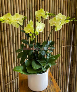 Chậu lan hồ điệp vàng mơ 4 cành đẹp