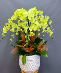 Chậu lan hồ điệp xanh táo 10 cành đẹp