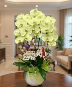 Chậu lan hồ điệp xanh táo 3 cành đẹp