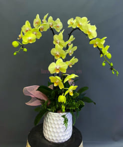 Chậu lân hồ điệp xanh táo 3 cành đẹp