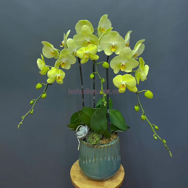 Chậu lan hồ điệp xanh táo 3 cành