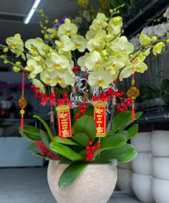Chậu lan hồ điệp xanh táo tết 10 cành