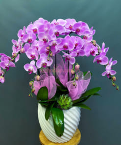 Chậu lan hồng 7 cành trưng tết