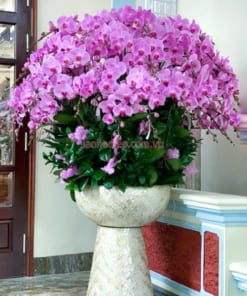 Chậu lan hồng hồ điệp 50 cành đẹp