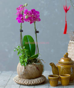 Chậu lan mini tím để bàn trà đẹp
