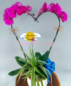 Chậu lan tím 2 cành tặng người yêu