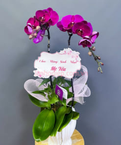 Chậu lan tím 2 cành tặng sinh nhật