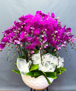 Chậu lan tím 20 cành làm quà tặng sinh nhật