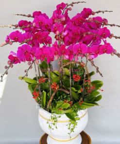 Chậu lan tím 20 cành trang trí ngày tết