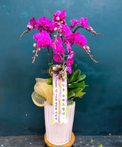 Chậu lan tím 6 cành hồ điệp mừng khai trương