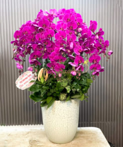 Chậu lan tím hồ điệp 20 cành mừng khai trương