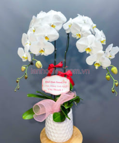 Chậu lan trắng 2 vòi hồ điệp